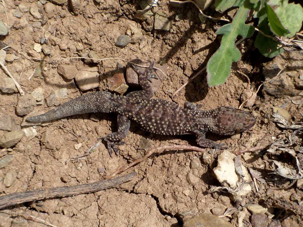Geco - Tolfa (RM)